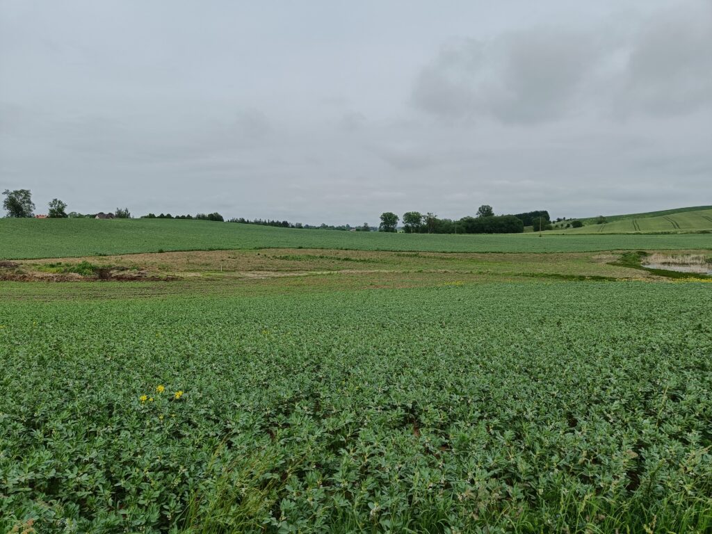 pole uprawne, dużo zieleni, badanie nieruchomości